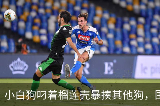 小白狗叼着榴莲壳暴揍其他狗，围观的狗都看懵了……不是说好的人与动物的区别，就是人会使用工具吗？